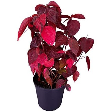 Acalypha Plant